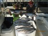 (07/21/2016) - Nice Striped Bass